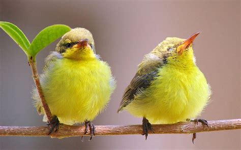 Yellow Small Birds Wallpaper For 1920x1200