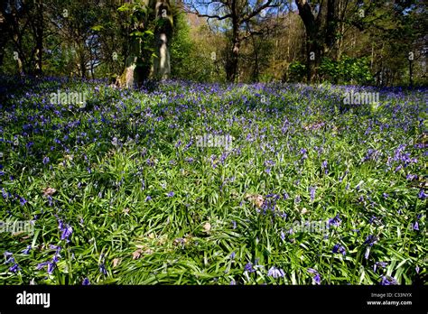 Bluebells In Bloom At Middleton Woods Above Ilkley West Yorkshire