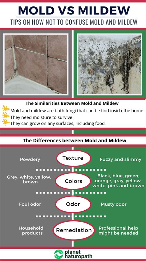 Mold Vs Mildew What Are The Differences Plus Black Mold