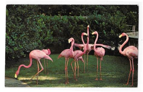 Birds Pink Flamingos Florida Hialeah Race Course Courtesy Photo Vintage