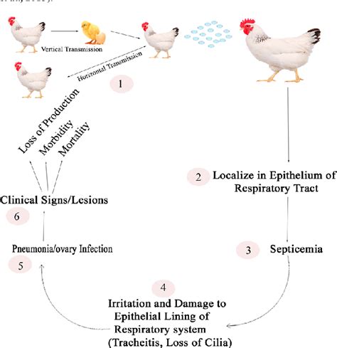 Figure 1 From Mycoplasmosis In Poultry A Perpetual Problem Semantic
