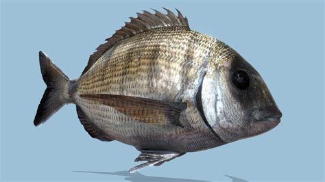 Bream Fish Sar Buy Royalty Free D Model By Bluemesh Vaptor