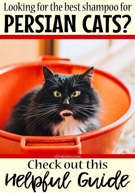 Find out why some cats like to eat cilantro mexican foods and what you should know before giving her first time. How to Find the Best Shampoo for Persian Cats | Best ...