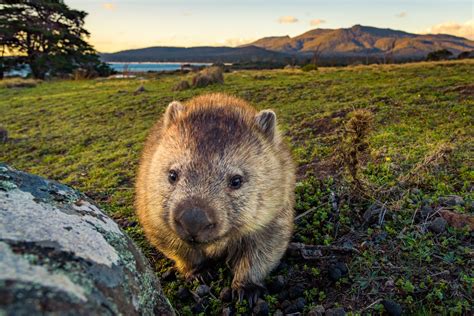 What Is A Wombat 8 Wonderful Wombat Facts