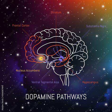 Dopamine Pathways In The Brain Neuroscience Medical Infographic