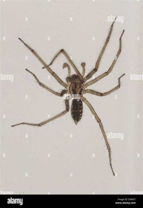 House Spider Common House Spider Hi Res Stock Photography And Images