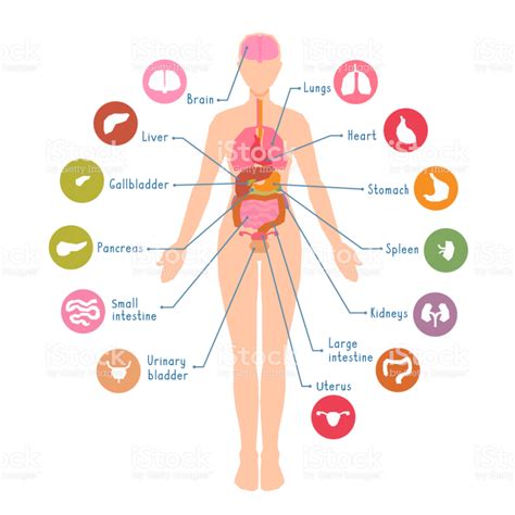 Inside Anatomical Structure Vector Illustration Organos Del Cuerpo Humano Cuerpo Humano Cuerpo