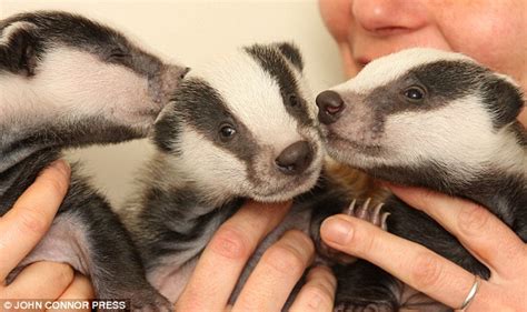 Badgers Pets Cute And Docile
