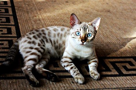 Thus they prove to be a safe option for those with cat allergies. Bengal Kitty... Snow Bengal #bengalkittens | Bengal cat ...