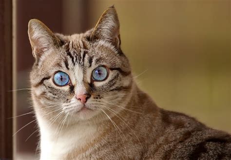 Create Meme Cat In Shock Cross Eyed Cats Surprised Kitteh