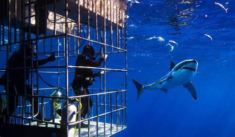 Cage Diving With Great White at Martha Dawkins blog