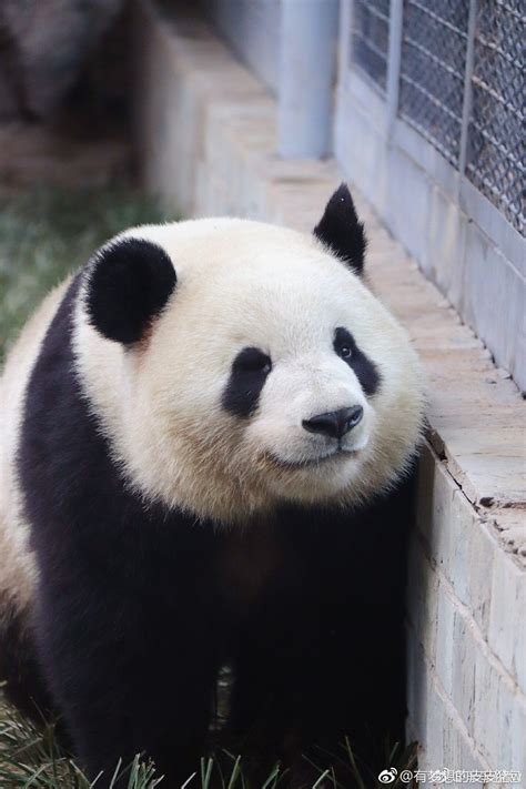 A Panda Bear Sitting On The Ground Next To A Brick Wall And Looking At