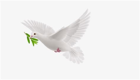 Dove With Olive Branch Meaning And Symbolism Dream Astro Meanings