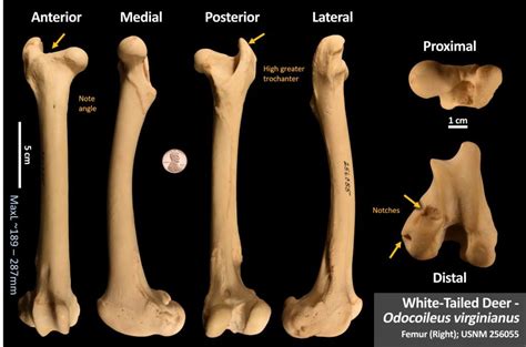 White Tailed Deer Femur Osteoid Bone Identification