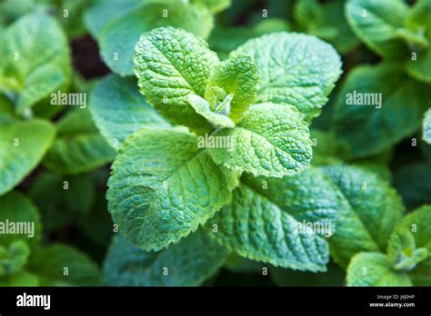 Apple Mint Mentha Suaveolens Plant Stock Photo Alamy