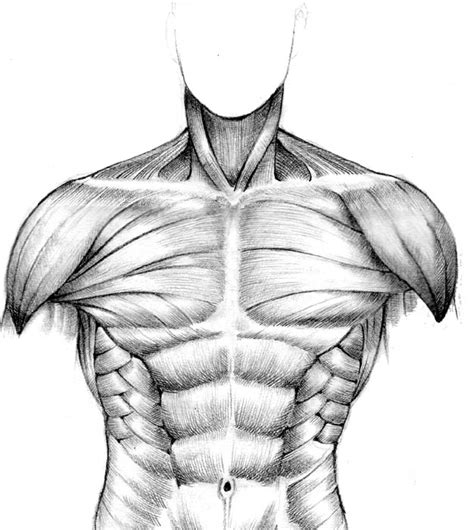 Muscular System Sketch At Explore Collection Of