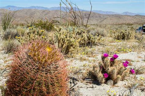 Desert Plants Cactus Wildflowers Flora Desertusa