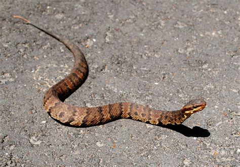 Juvenile Western Cottonmouth Water Moccasin Agkistrodon Piscivorus