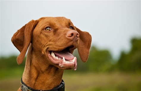 Vizsla History Temperament Care Training Feeding And Pictures