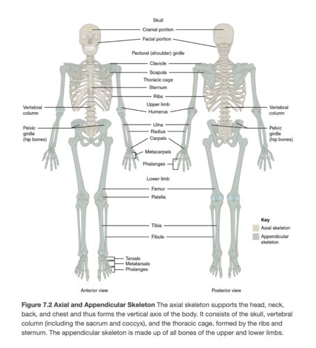 Ch 7and8 Axial And Appendicular Skeleton Flashcards Quizlet