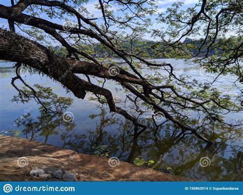 Natural Beauty Of Sri Lanka Stock Photo Image Of