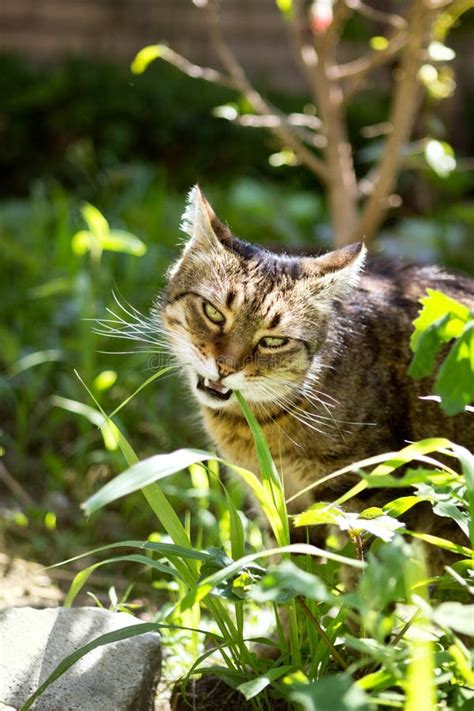 Domestic Cat Eating Grass Stock Photo Image Of Looking 58101524