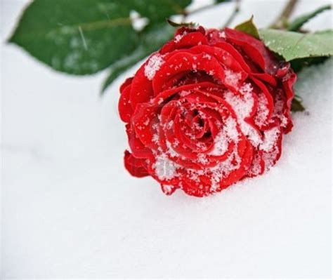 Snow Covered Rose Beautiful Flowers Pinterest