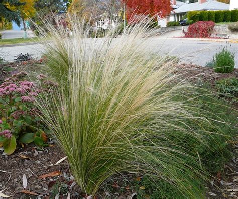 Mexican Feather Grass Okanagan Xeriscape Association