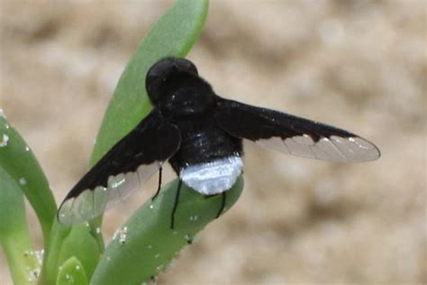 Black Bee Fly With White Bottom Bugguidenet
