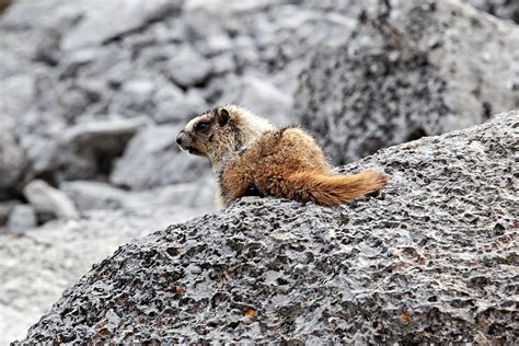 Visiter Le Parc National De Banff Les Incontournables Wild Birds