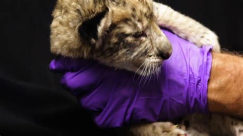Texas Zoo Welcomes Three African Lion Cubs Youtube