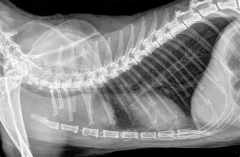 Learn How To Read A Cat X Ray Long Beach Animal Hospital X Ray Vet