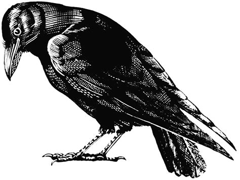 Black Crow Png Free Cliparts Download Images On Clipground