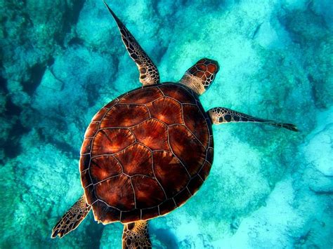 Free Image On Pixabay Sea Turtle Diving Animal Sea Turtle Print