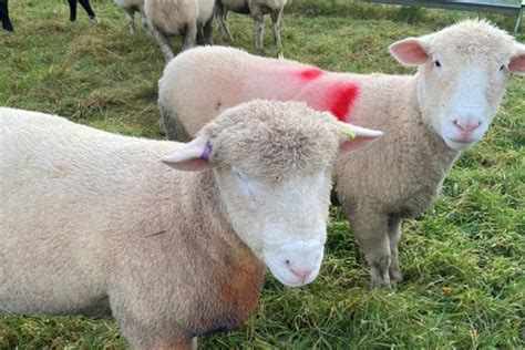 Polled Dorset Sheep The Breed Of Choice For 18 Year Old