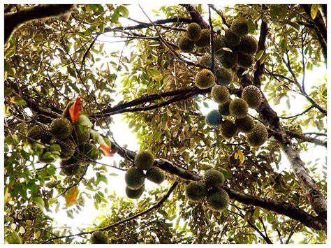 Bila saya makan pulut durian pun, biasanya saya mencubit isi durian dan makan dengan pulut. wehadjoy: Buah-buahan sekitar rumah