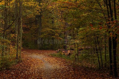 Forest Path On A Rainy Autumn Day In The Tricity Landscape Park Gdansk