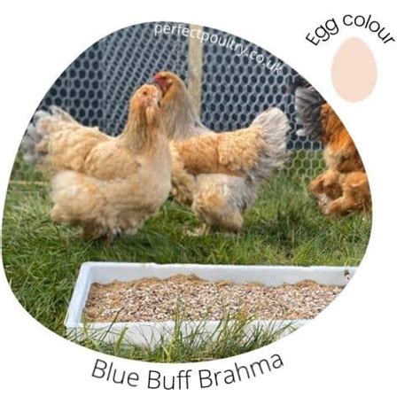 Brahma Blue Buff Brahma Perfect Poultry