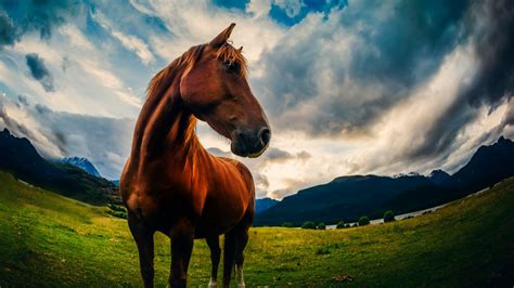 Brown Horse Is Standing On Green Grass Under Blue Cloudy Sky 4k Hd