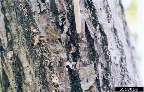 Oak Ambrosia Beetle Platypus Quercivorus Platypus Quercivorus On
