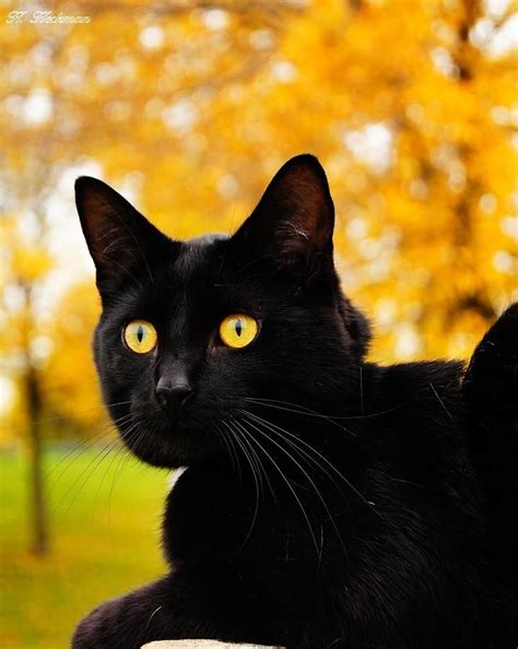 Cat Breeds With Yellow Eyes Pets Lovers