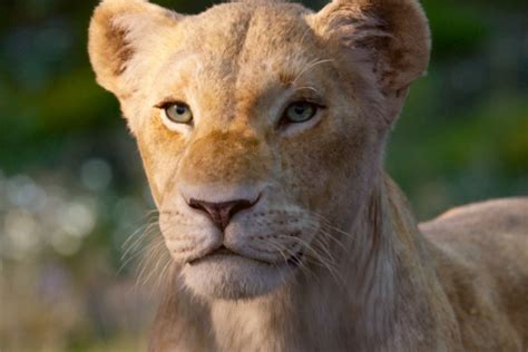 Watch Beyoncé As Nala In This New The Lion King Trailer Wonderland