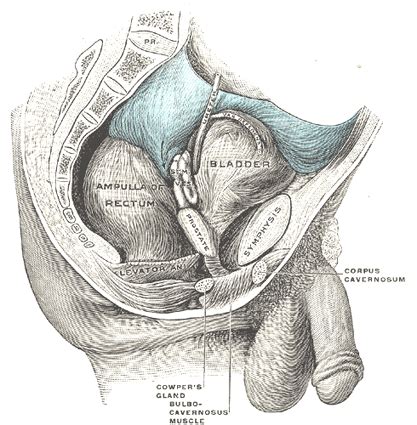 Full male anatomy low poly. The Urinary Bladder - Human Anatomy