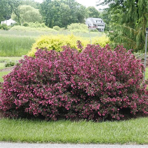 My Monet Purple Effect® Weigela My Proven Winners Colorchoices