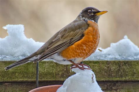 Urban Wildlife Guide Winter Robin