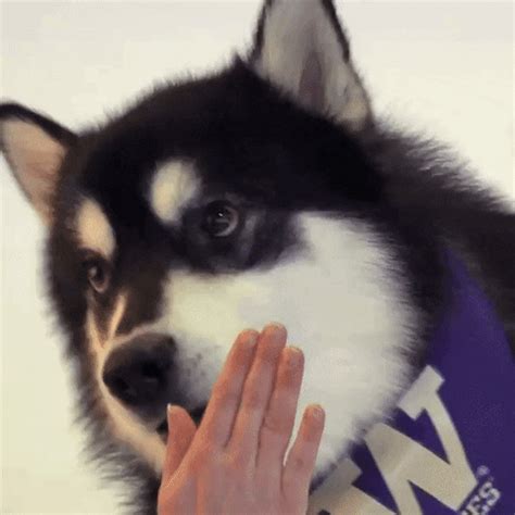 Send In The Huskies GIFs Get The Best GIF On GIPHY