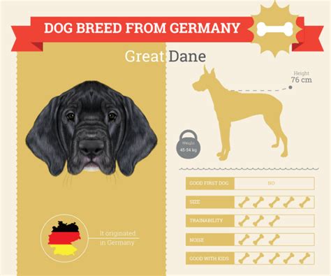 Great Dane Dog Breed Information Dog Breeds List