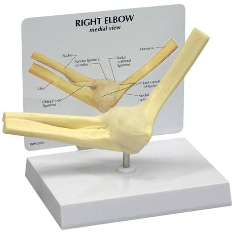 Basic Elbow Model - 1019516 - 1830 - Anatomical Models - Anatomy Teaching Models - Knee Models ...