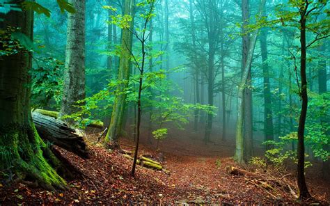 Most Beautiful Forest Wallpapers 4k Hd Most Beautiful Forest