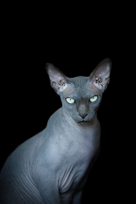 White Wolf Unique Beauty Of Furless Sphynx Cats Are Captured In